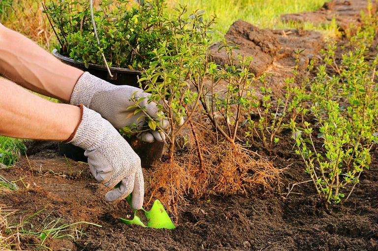 Piantumazione siepi e arbusti ornamentali