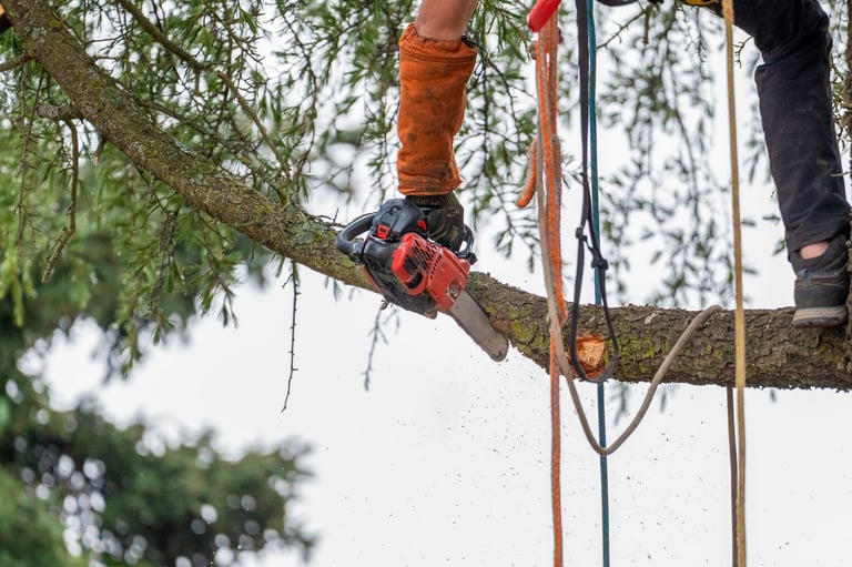 Piccoli abbattimenti alberi in sicurezza