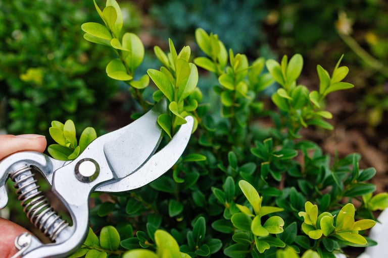 Pruning Techniques for Healthy Boxwood Shrubs: Essential Tips for Garden Enthusiasts